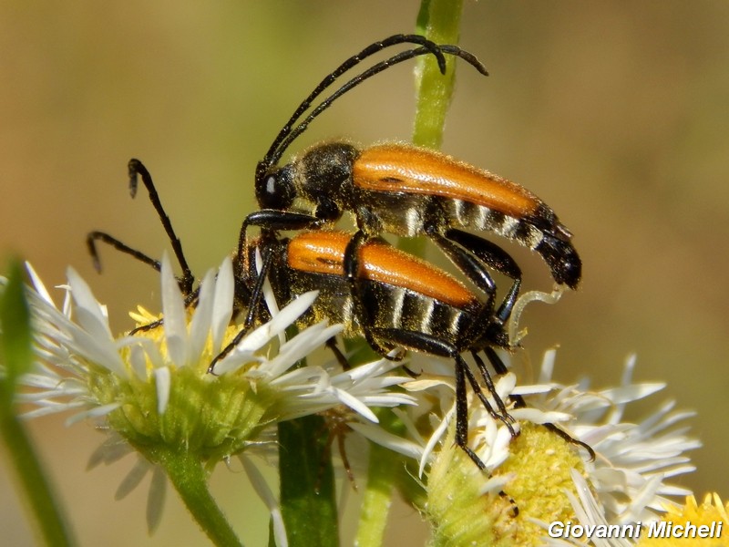 Paracorymbia fulva